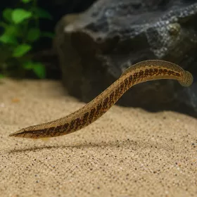 Змиоркa (Mastacembelus sp.)
