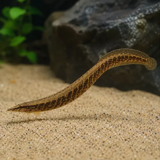 Змиоркa (Mastacembelus sp.) - 1