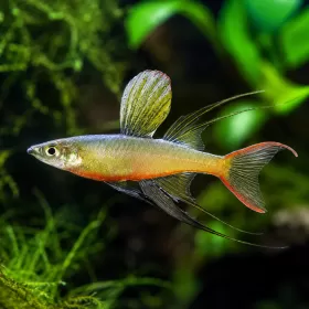 Ириатерина Вернери (Iriatherina werneri)