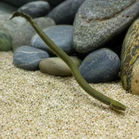 Калабарикус (Erpetoichthys calabaricus)