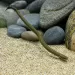 Калабарикус (Erpetoichthys calabaricus)
