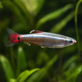 Кардинал (Tanichthys albonubes)