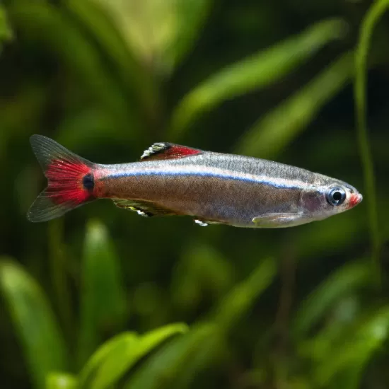 Кардинал (Tanichthys albonubes) - 1