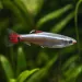Кардинал (Tanichthys albonubes)