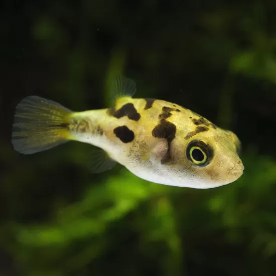 Тетраодон джудже (Carinotetraodon travancoricus) - 1