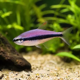 Кери тетра (Inpaichthys kerri)