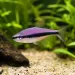 Кери тетра (Inpaichthys kerri)