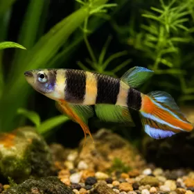 Кили - клоун (Epiplatys annulatus)