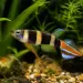 Кили - клоун (Epiplatys annulatus)