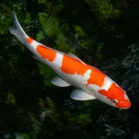 Кои (Cyprinus carpio)