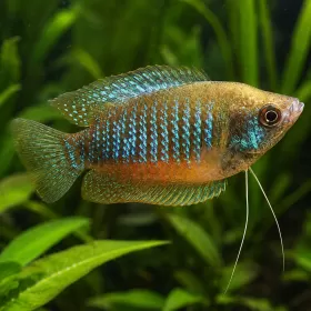 Колиза Лабиоза (Trichogaster labiosa)
