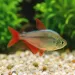 Колумбийска тетра (Hyphessobrycon columbianus)