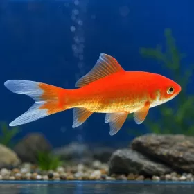 Комета (Carassius auratus)