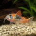 Коридорас Венецуела Ориндж (Corydoras venezuelanus Orange)