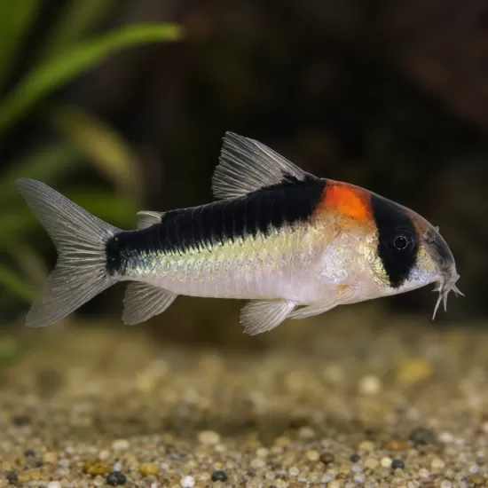 Коридорас Адолфи (Corydoras adolfoi) - 1