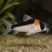 Коридорас Адолфи (Corydoras adolfoi)