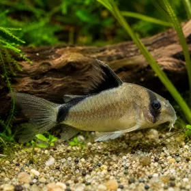 Коридорас Бандит (Corydoras metae)