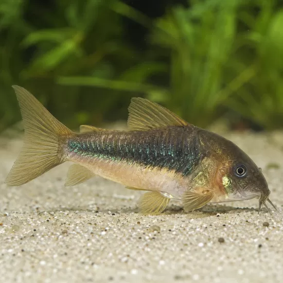 Коридорас Аенеус (Corydoras aeneus) - 1