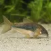 Коридорас Аенеус (Corydoras aeneus)