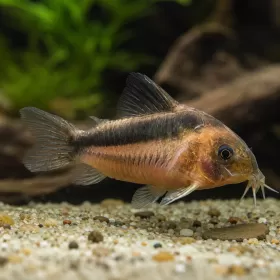 Коридорас Рабаути (Corydoras rabauti)