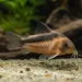 Коридорас Рабаути (Corydoras rabauti)