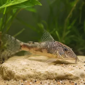 Коридорас Барбатус (Scleromystax barbatus)
