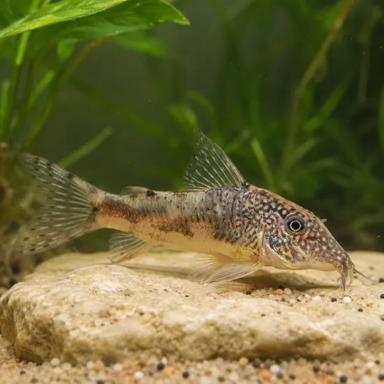 Коридорас Барбатус (Scleromystax barbatus) - 1
