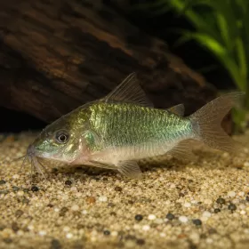 Коридорас Брохис / Изумруден коридорас (Corydoras splendens / Brochis splendens)