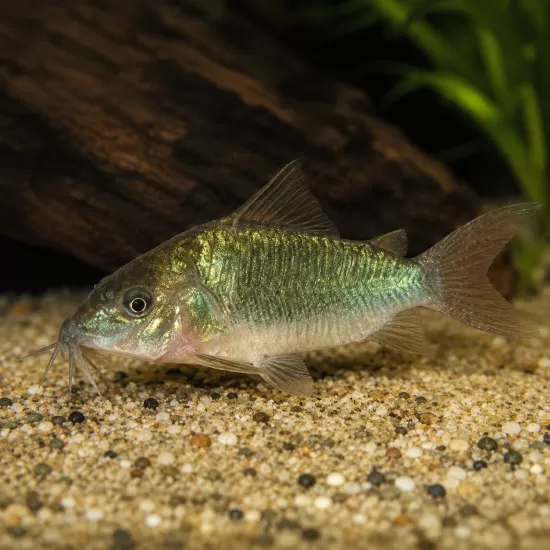 Коридорас Брохис / Изумруден коридорас (Corydoras splendens / Brochis splendens) - 1