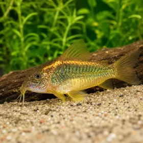 Коридорас Голд Лазер (Corydoras sp. CW010)