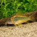 Коридорас Голд Лазер (Corydoras sp. CW010)