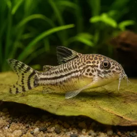 Коридорас Джули (Corydoras julii)
