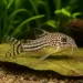 Коридорас Джули (Corydoras julii)