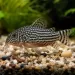 Коридорас Щерба (Corydoras sterbai)