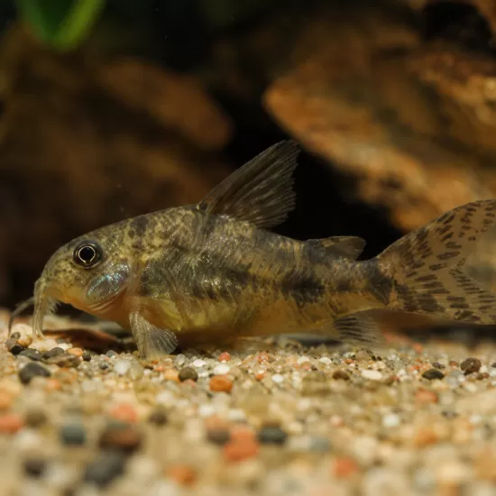 Коридорас Палеатус (Corydoras paleatus) - 1