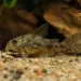 Коридорас Палеатус (Corydoras paleatus)