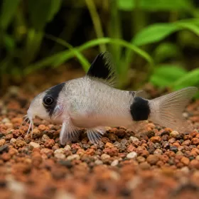 Коридорас Панда (Corydoras panda)