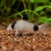 Коридорас Панда (Corydoras panda)