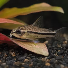 Коридорас Пигмей (Corydoras pygmaeus)