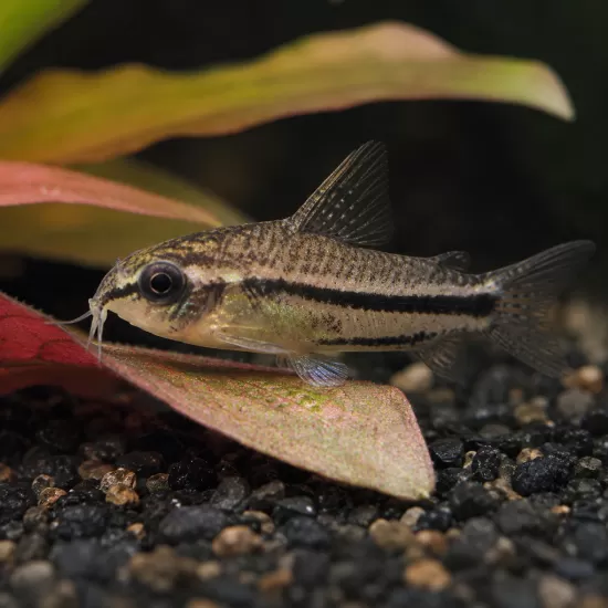 Коридорас Пигмей (Corydoras pygmaeus) - 1
