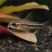 Коридорас Пигмей (Corydoras pygmaeus)