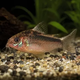 Коридорас Елеганс (Corydoras elegans)