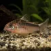 Коридорас Елеганс (Corydoras elegans)