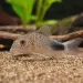 Коридорас Симилис (Corydoras similis)
