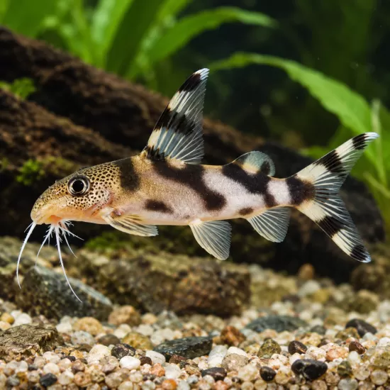 Синодонт - косатка (Synodontis decorus) - 1