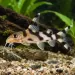 Синодонт - косатка (Synodontis decorus)