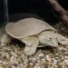 Костенурка трионикс (Pelodiscus sinensis)