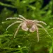 Краб - Micro Thai (Limnopilos naiyanetri)