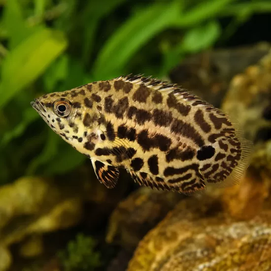 Ктенопома / Леопардова ктенопома (Ctenopoma acutirostre) - 1
