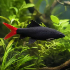 Лабео биколор (Epalzeorhynchos bicolor)